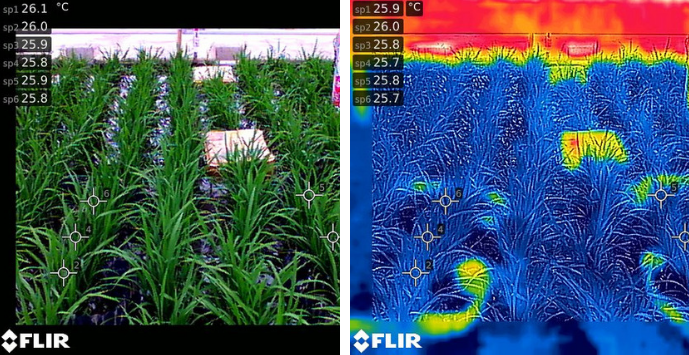 FLIR AX8: visualización agrícola con cámaras termográficas de infrarrojos